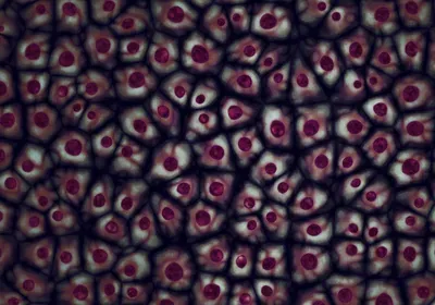 fetal cells, fetal stem cells, policy, Biden administration, Trump administration, NIH